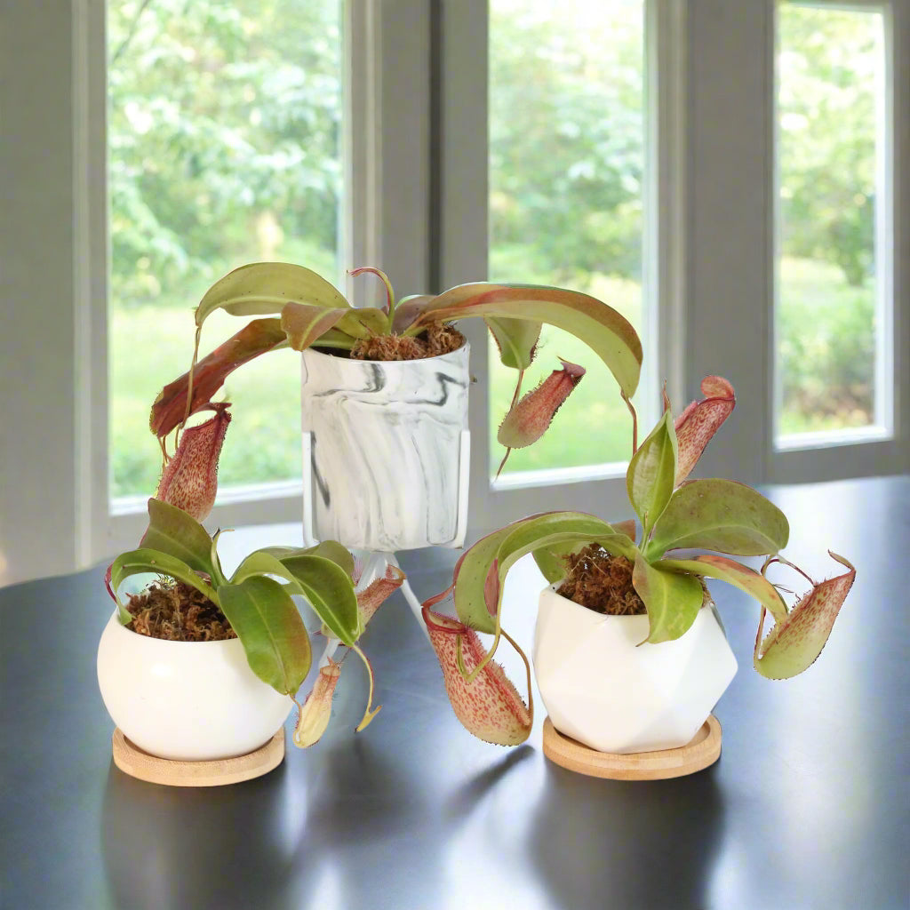 Tropical Pitcher Plant Nepenthes Miranda Carnivorous