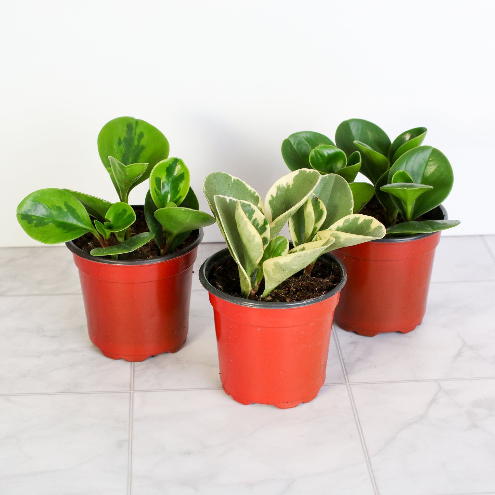 Grower's Choice Peperomia Rubber Plant