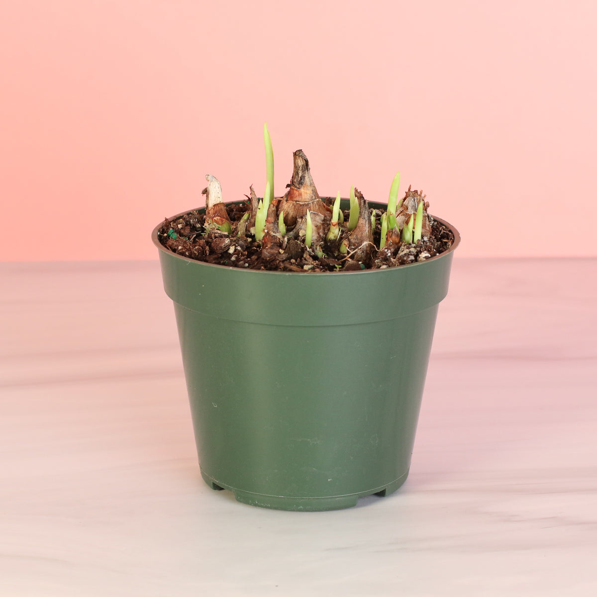 Growing Polianthes Tuberosa ‘Single Flower’ Fragrant Tuberose