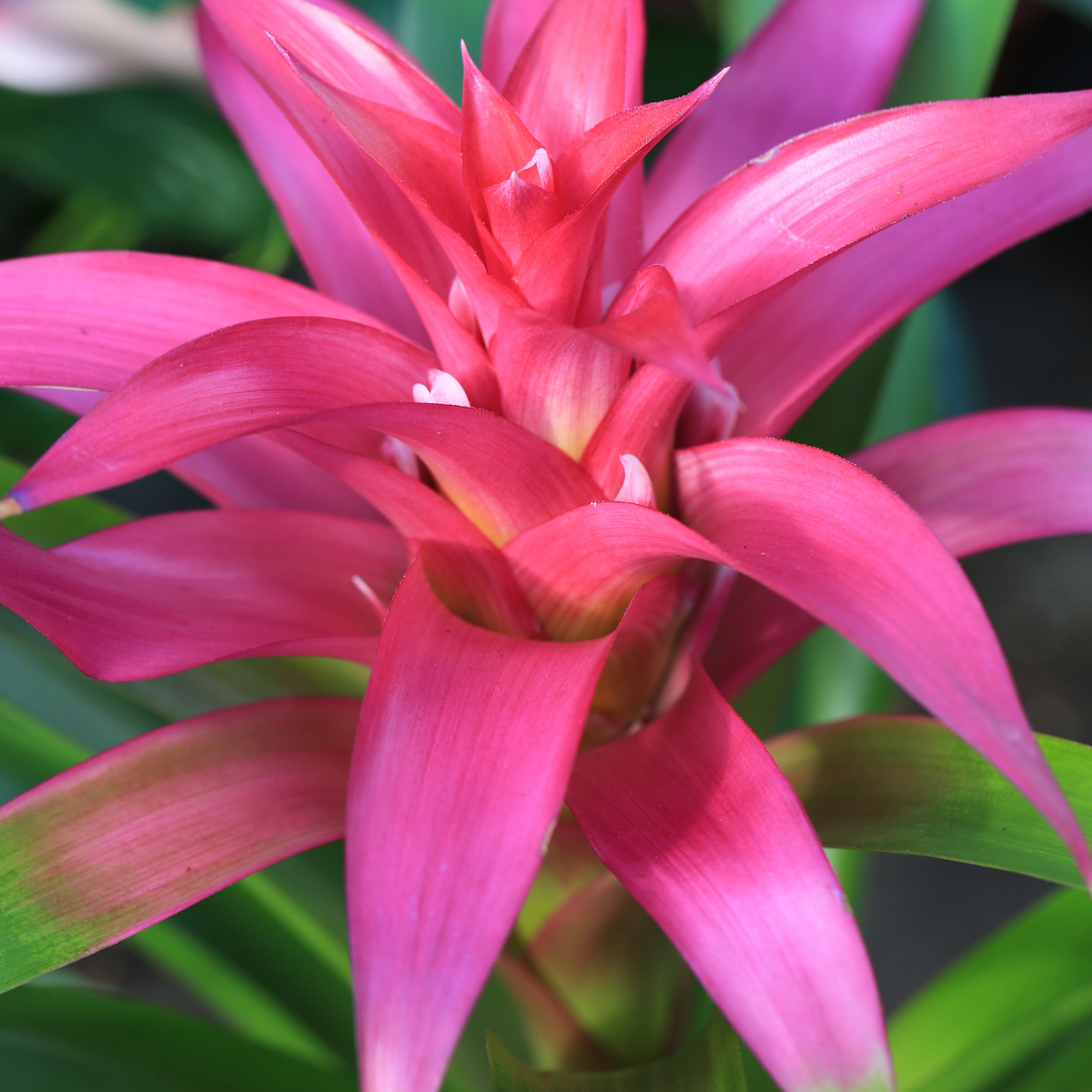 Guzmania &#39;Viola&#39; Pink Bromeliad