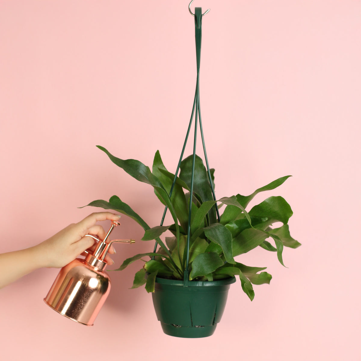Staghorn Fern in Hanging 6" Planter