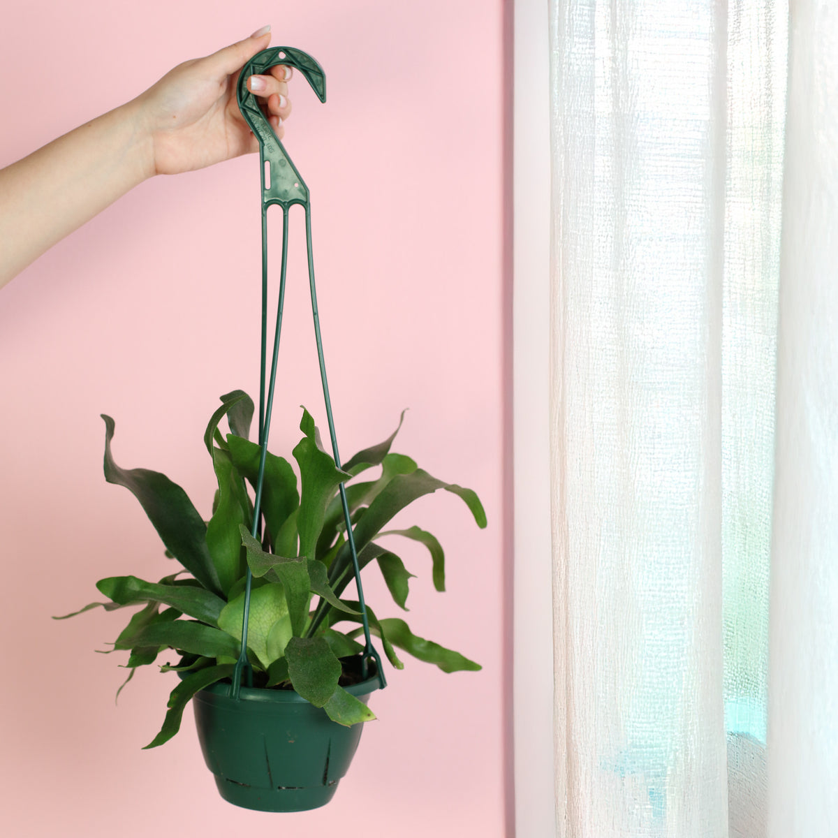 Staghorn Fern in hanging 6" Planter. 