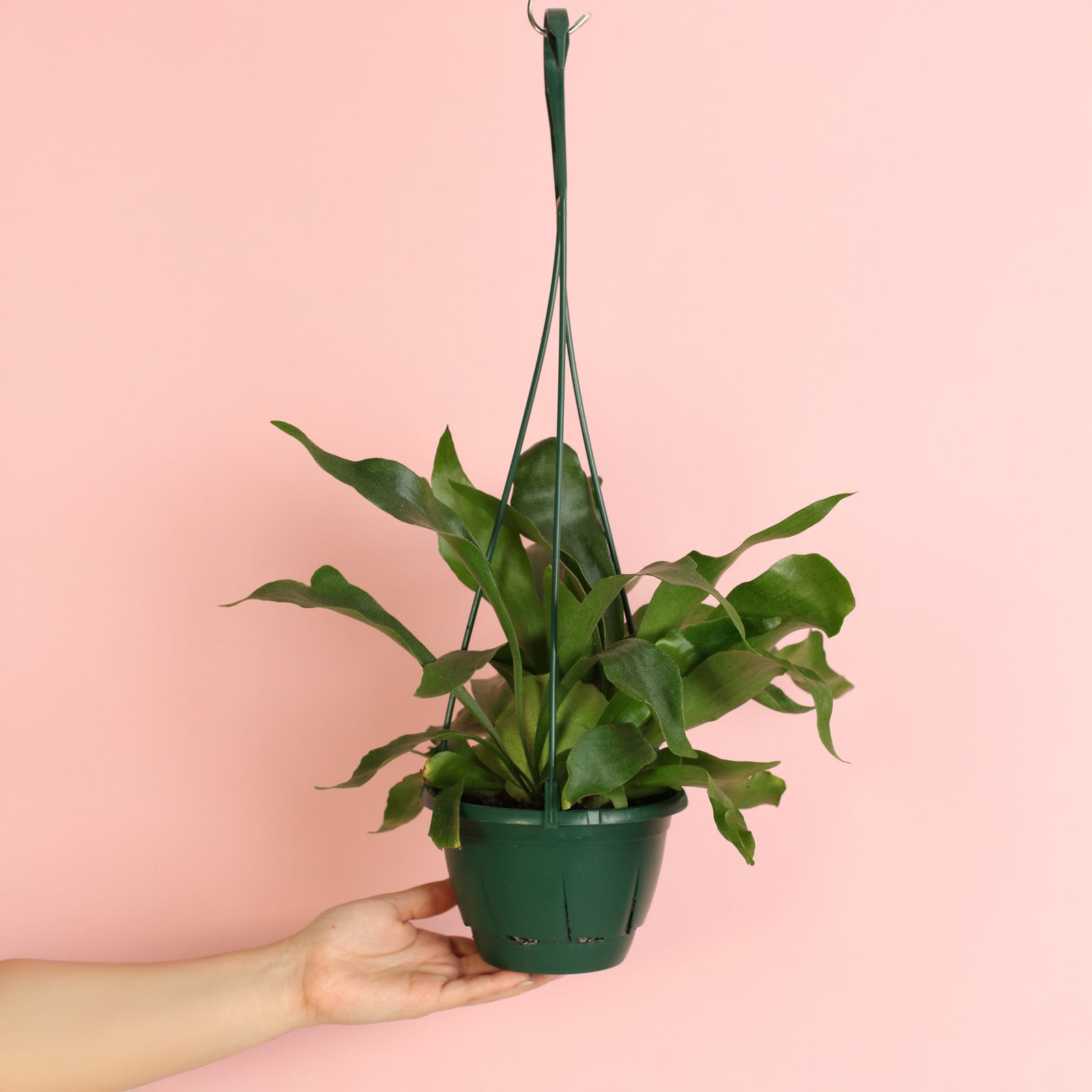 Stagborn Fern in hanging planter