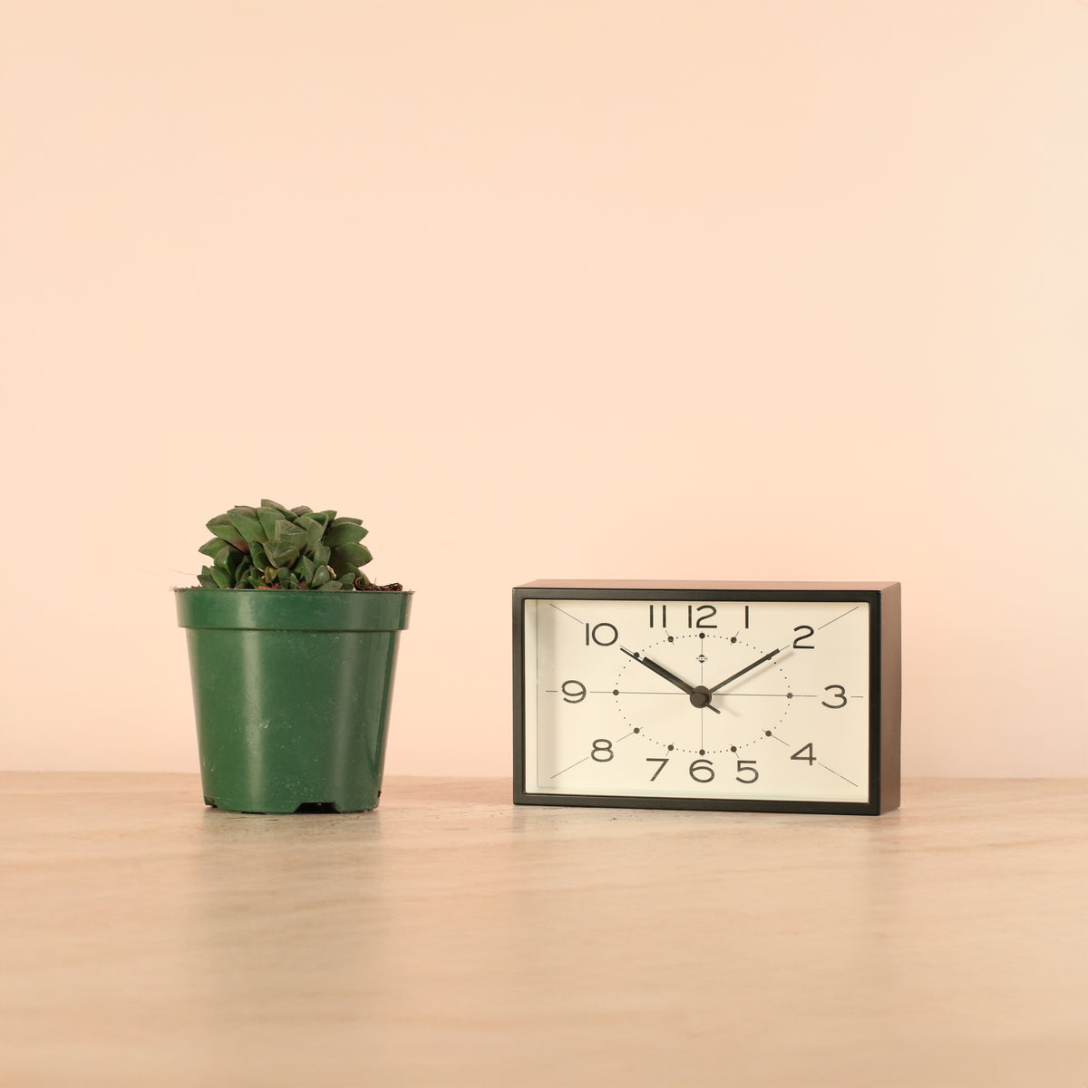 Haworthia 'Moonstone' Rare Succulent next to clock.. 