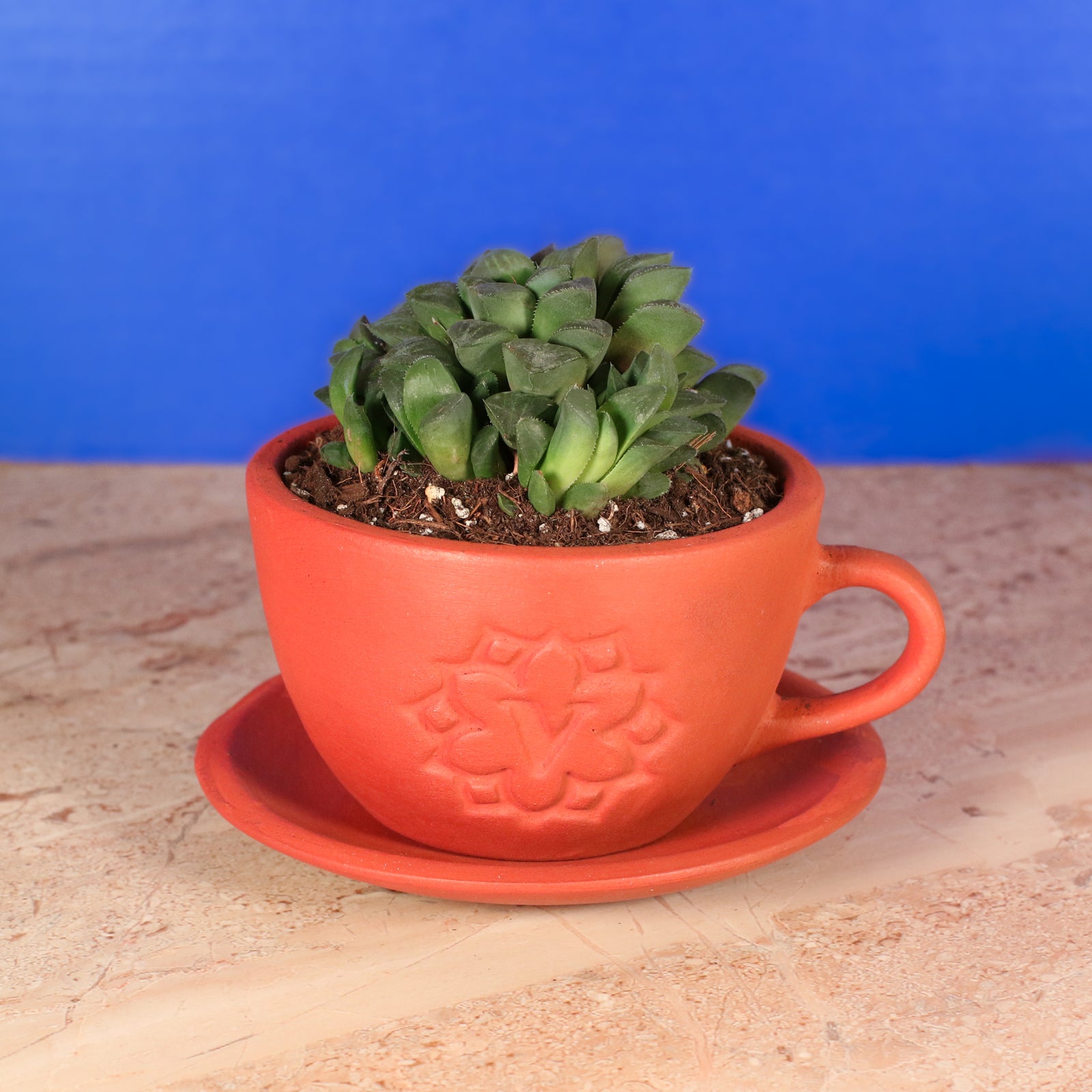 Haworthia 'Moonstone' Rare Succulent