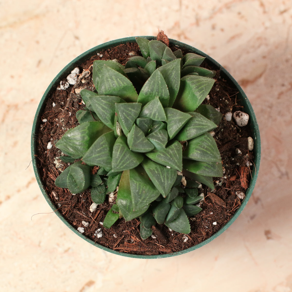 Haworthia 'Moonstone' Rare Succulent Top View