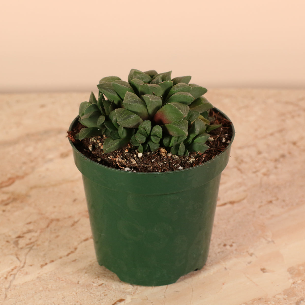 Haworthia 'Moonstone' Rare Succulent