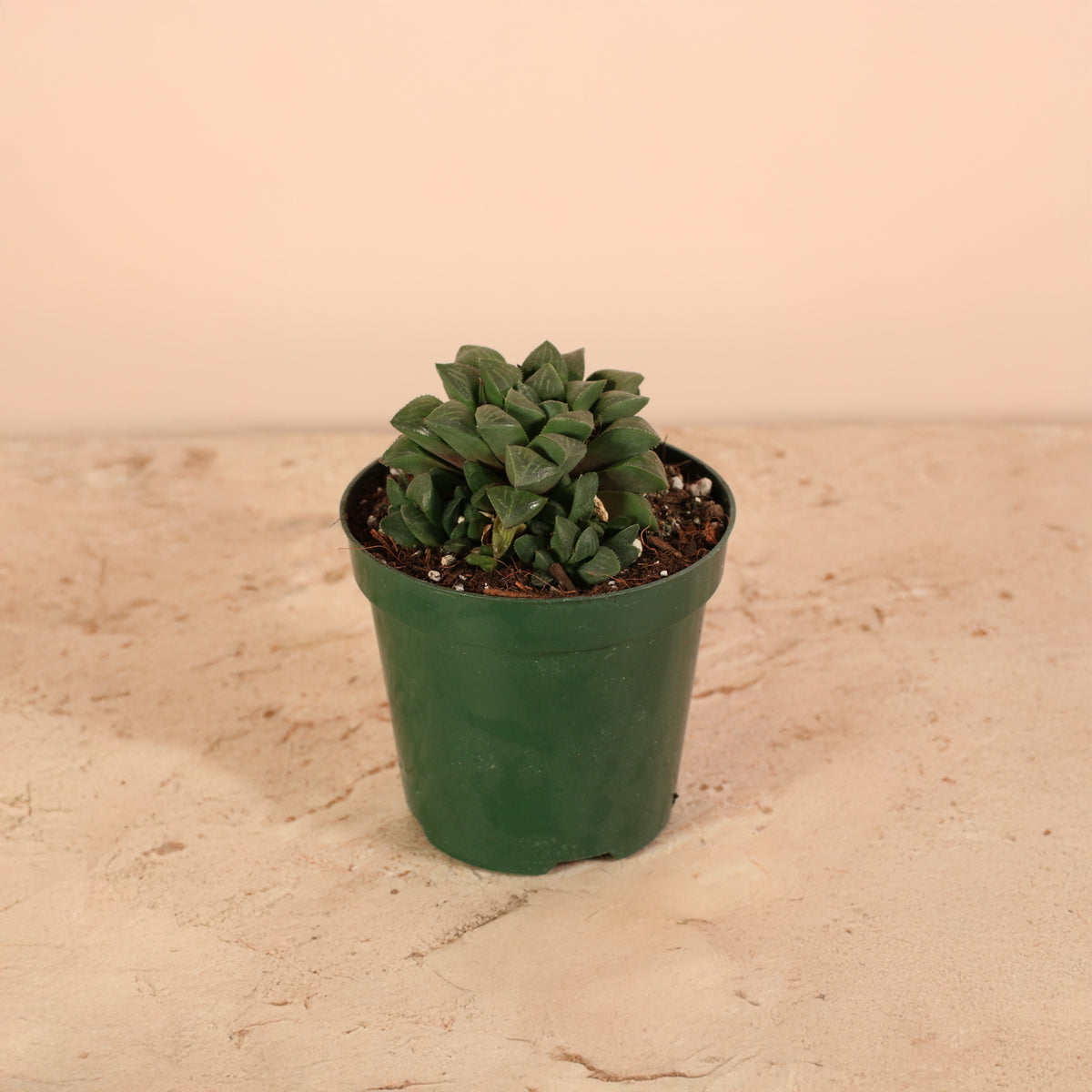 Haworthia 'Moonstone' Rare Succulent