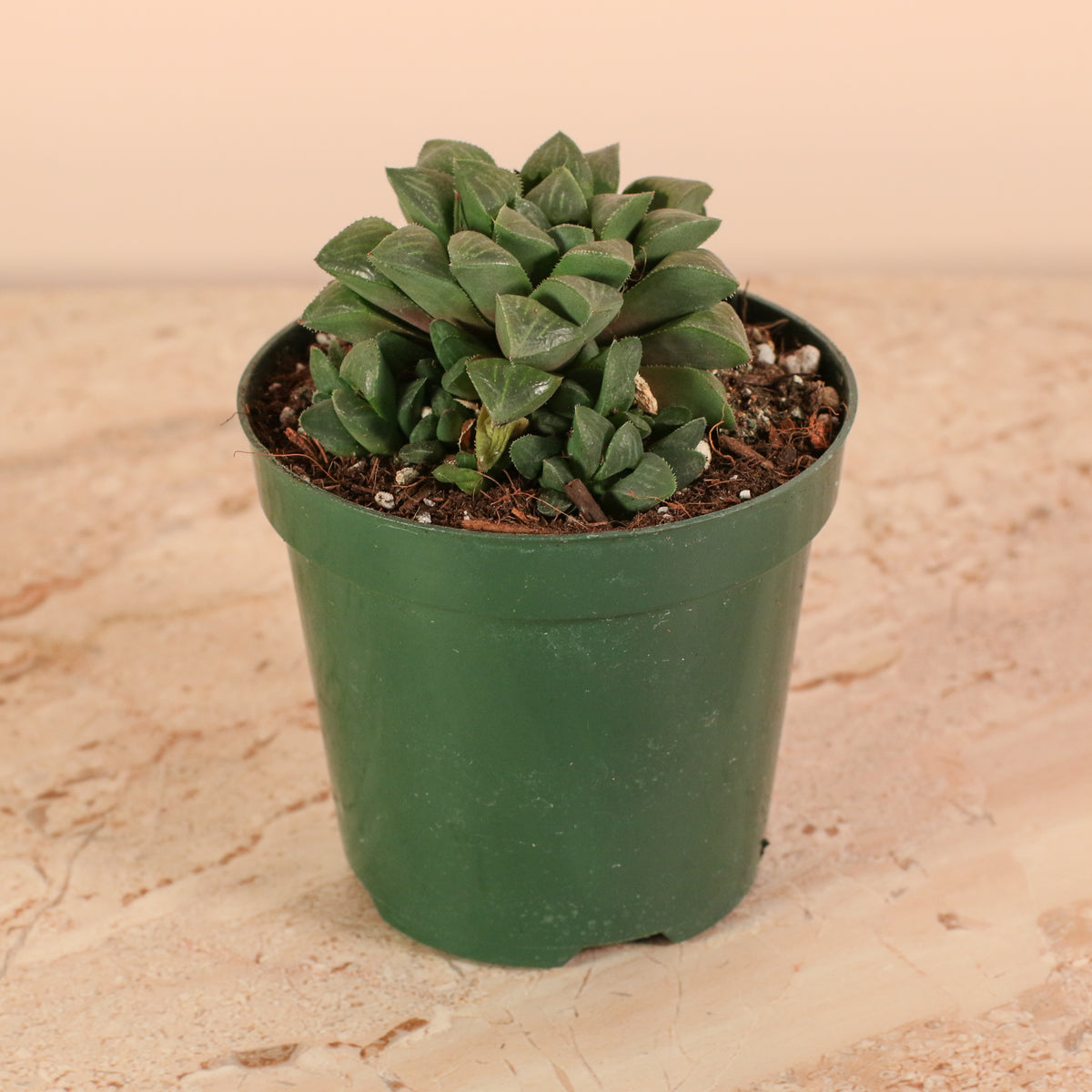 Haworthia 'Moonstone' Rare Succulent