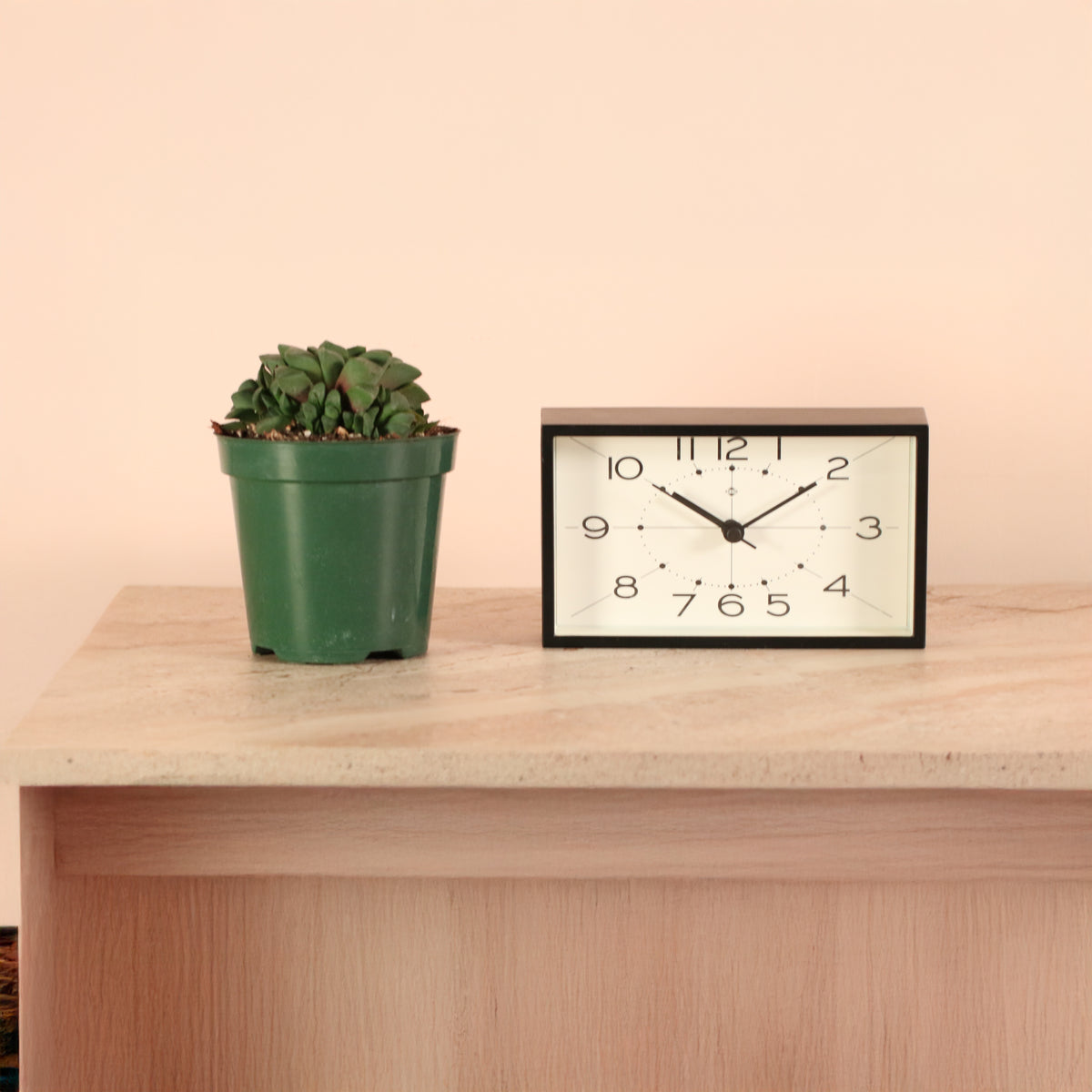 Haworthia 'Moonstone' Rare Succulent