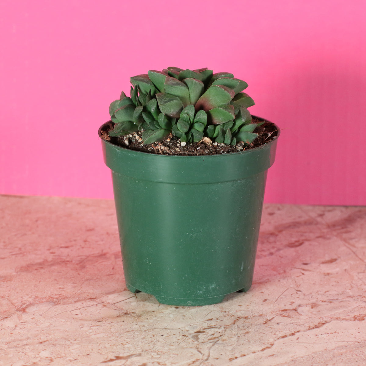 Haworthia 'Moonstone' Rare Succulent