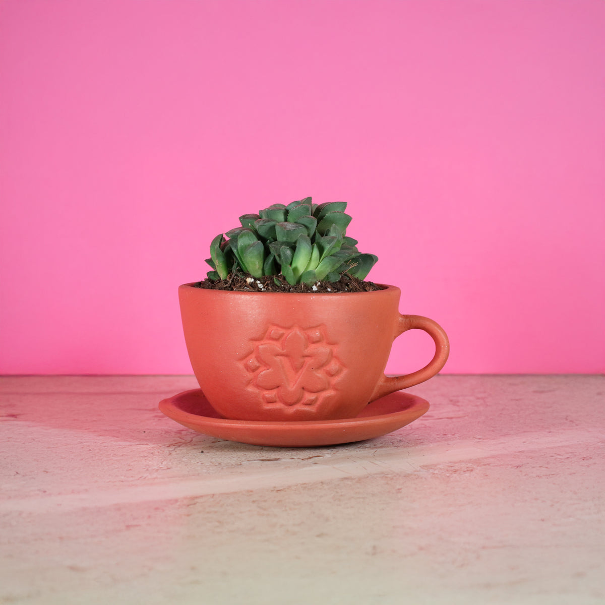 Haworthia 'Moonstone' Rare Succulent