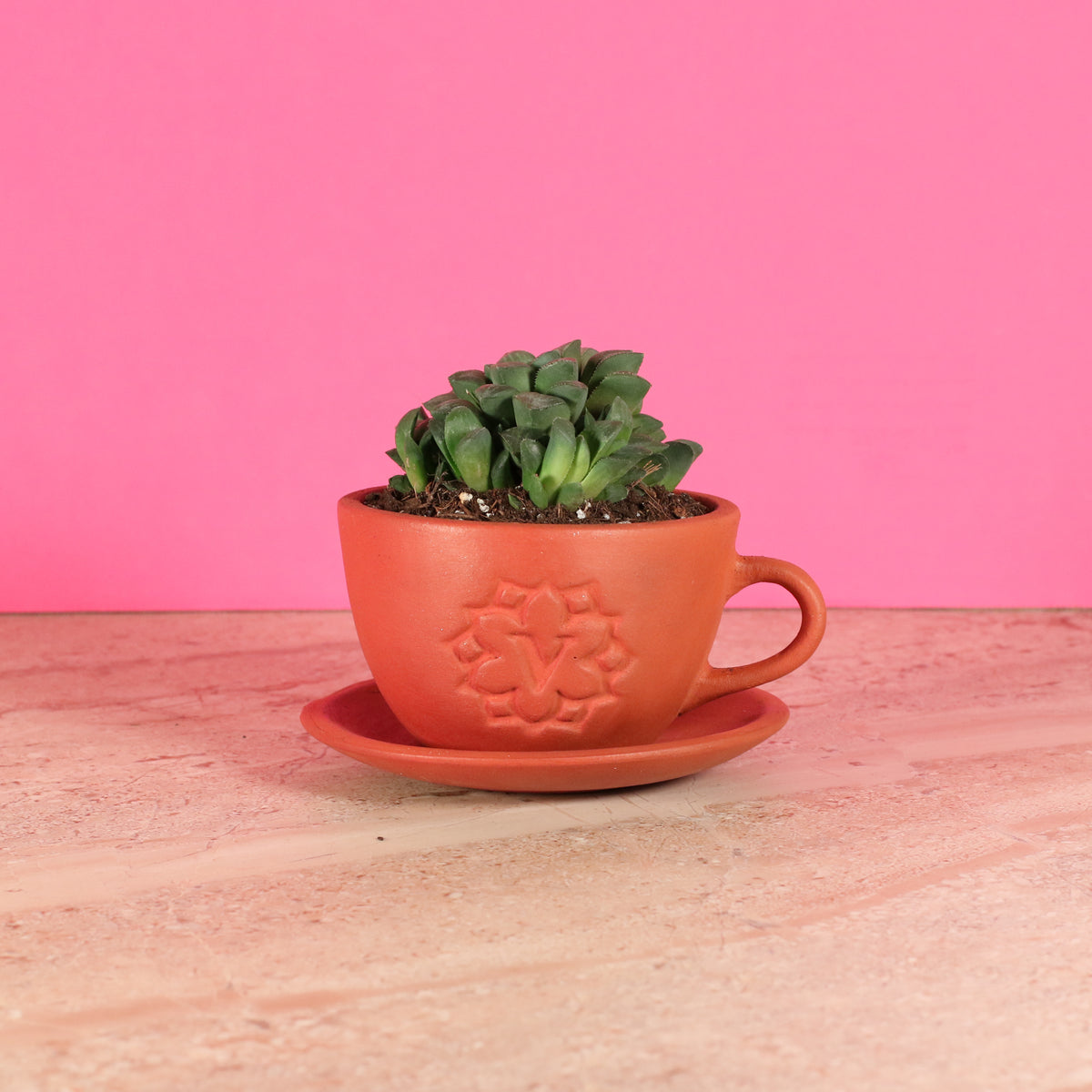 Haworthia 'Moonstone' Rare Succulent