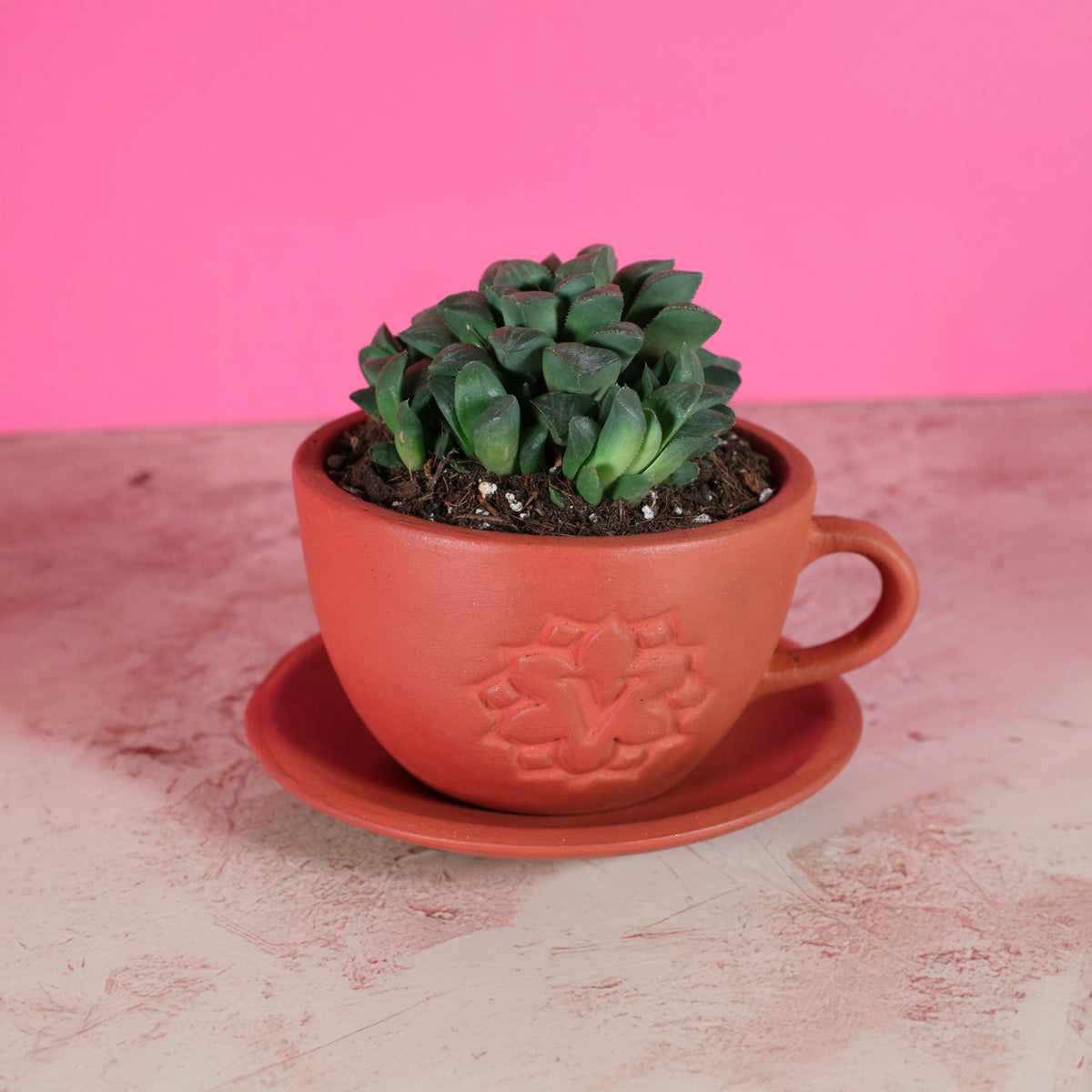 Haworthia 'Moonstone' Rare Succulent