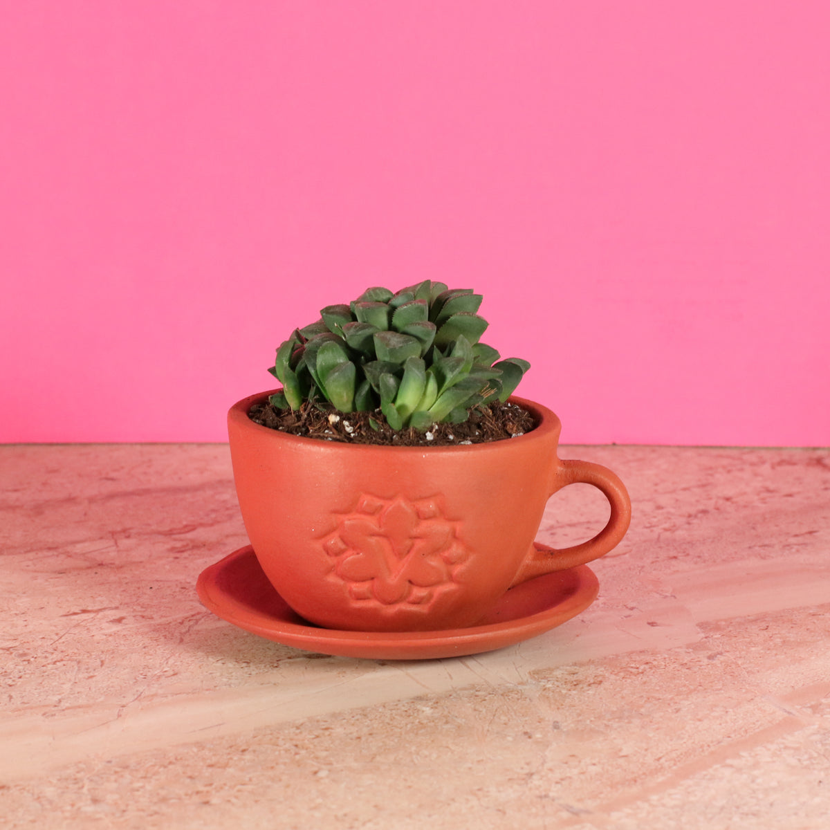 Haworthia 'Moonstone' Rare Succulent