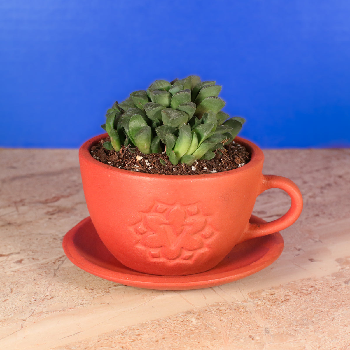 Haworthia 'Moonstone' Rare Succulent