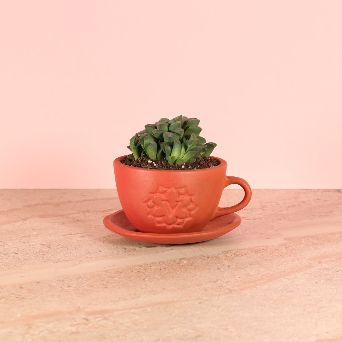 Haworthia 'Moonstone' Rare Succulent