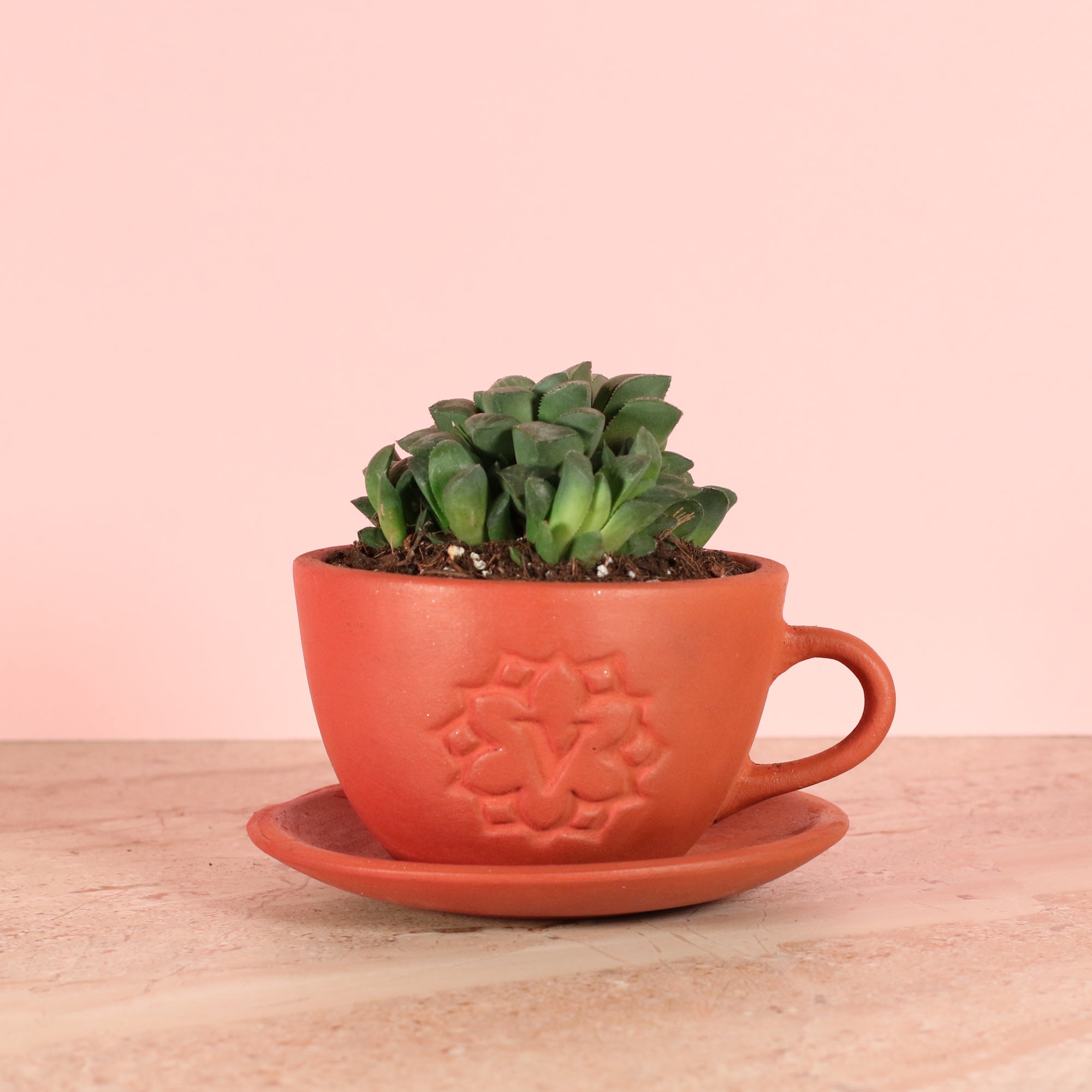 Haworthia 'Moonstone' Rare Succulent