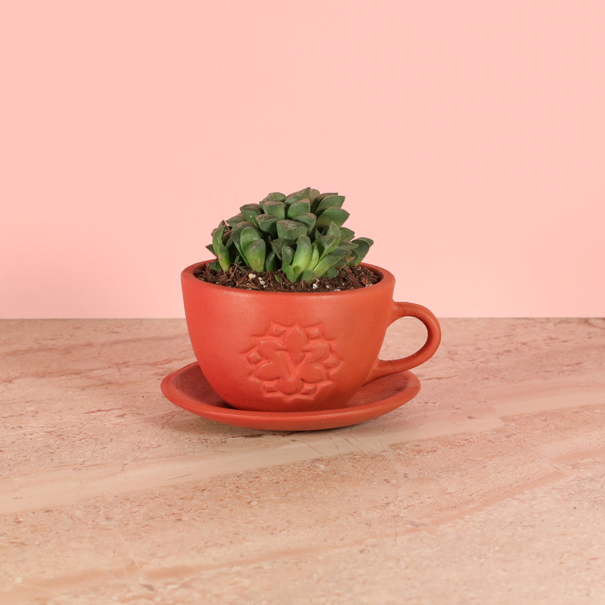 Haworthia 'Moonstone' Rare Succulent