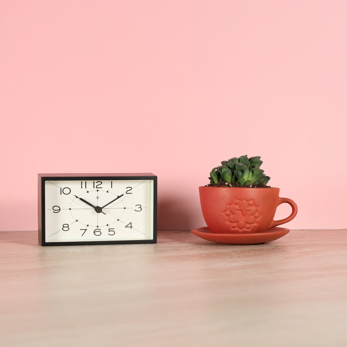 Haworthia 'Moonstone' Rare Succulent