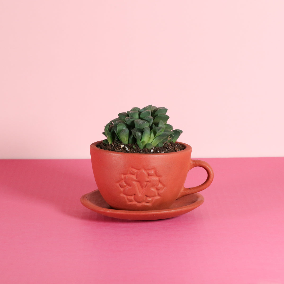 Haworthia 'Moonstone' Rare Succulent