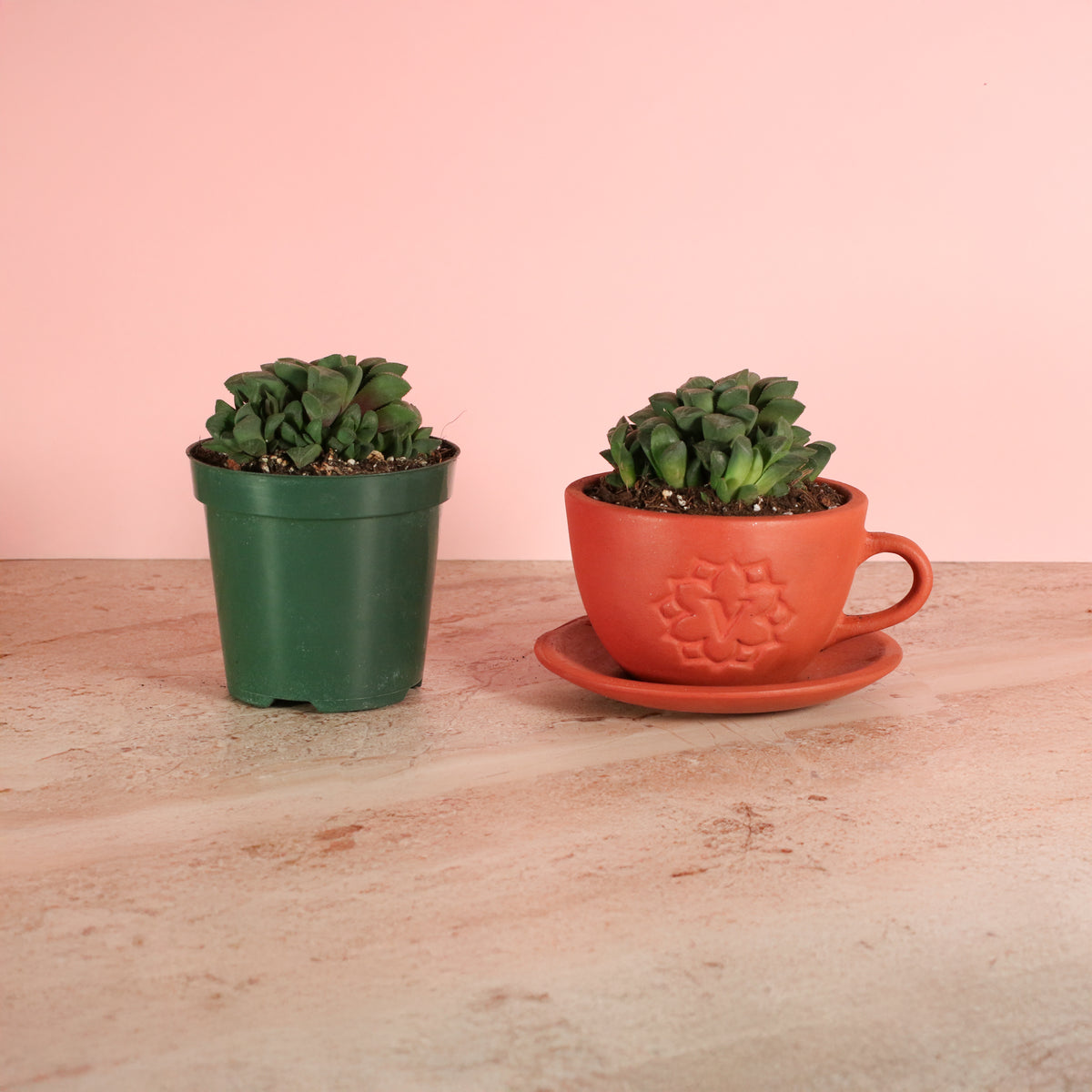 Haworthia 'Moonstone' Rare Succulent