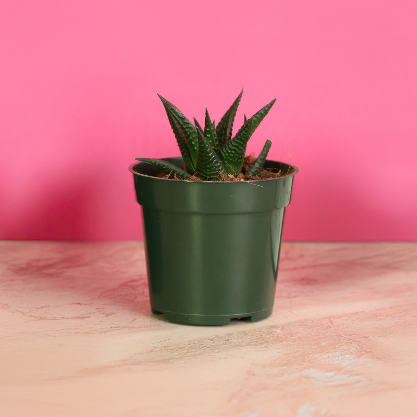 Haworthiopsis Limifolia ‘Fairy Washboard’ Succulent in 4" Nursery Planter