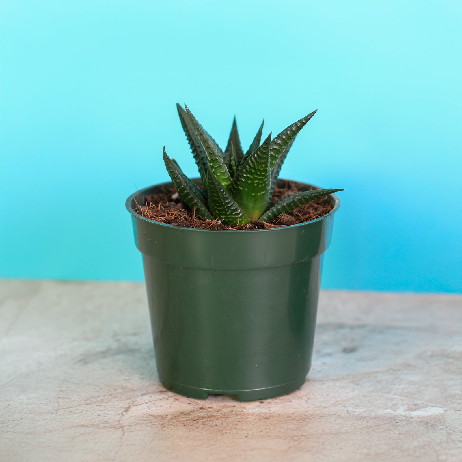 Haworthiopsis Limifolia ‘Fairy Washboard’ Succulent