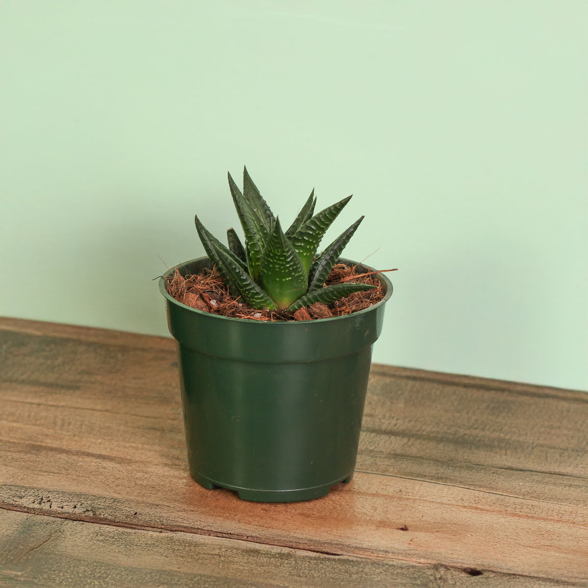 Haworthiopsis Limifolia ‘Fairy Washboard’ Succulent in 4" Nursery Planter