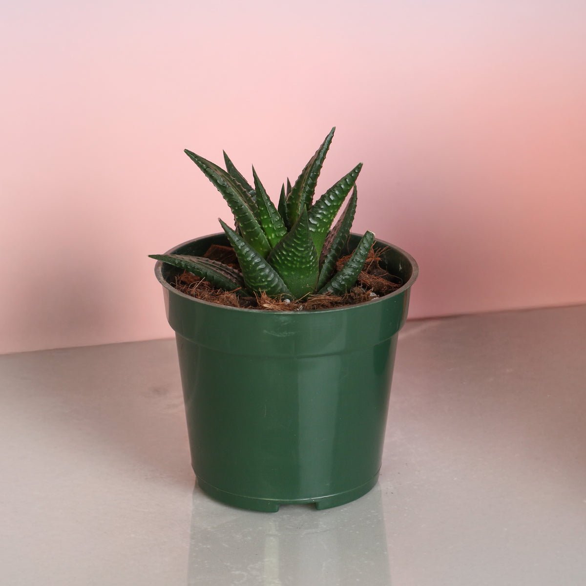 Haworthiopsis Limifolia ‘Fairy Washboard’ Succulent in 4" Nursery Planter