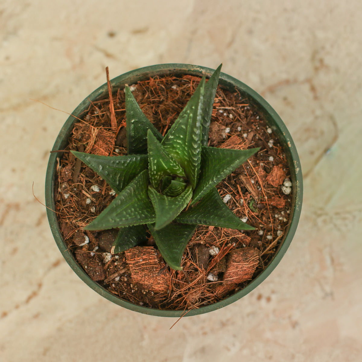 Top View of Haworthiopsis Limifolia ‘Fairy Washboard’ Succulent in 4" Nursery Planter