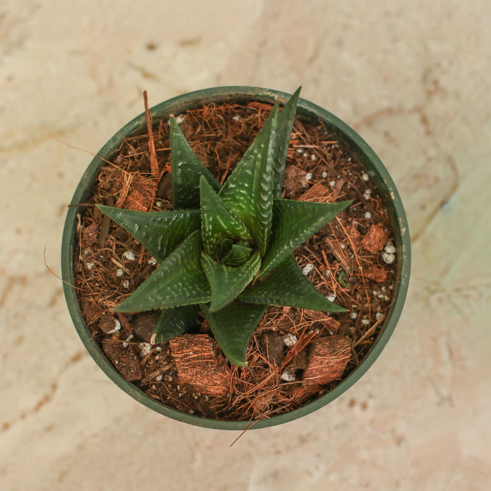 Haworthiopsis Limifolia ‘Fairy Washboard’ Succulent in 4" Nursery Planter
