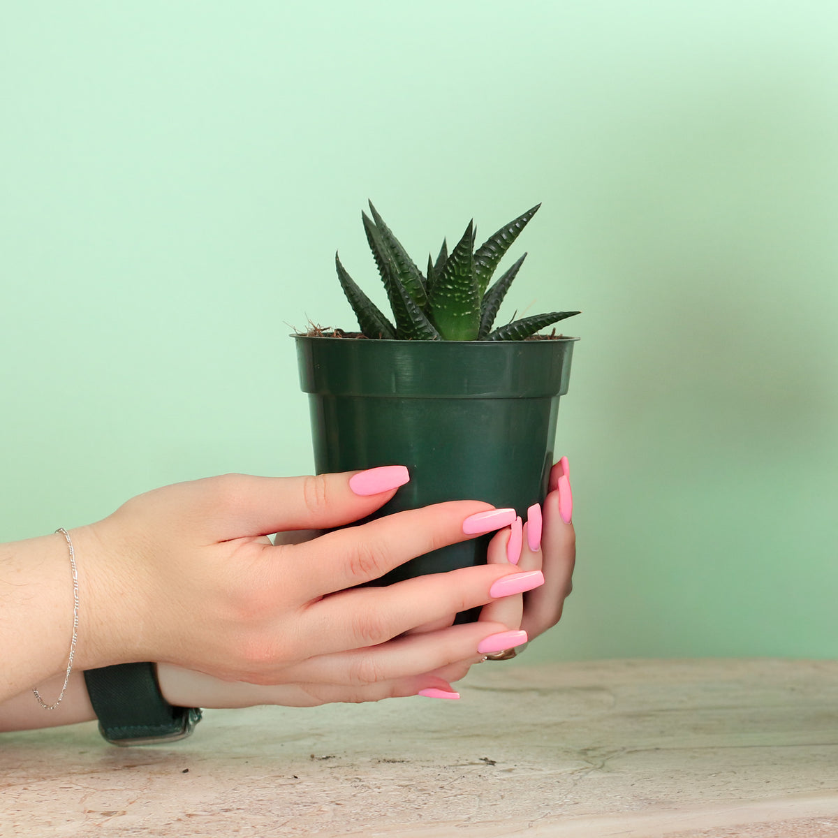 Haworthiopsis Limifolia ‘Fairy Washboard’ Succulent in 4" Nursery Planter in hand. 