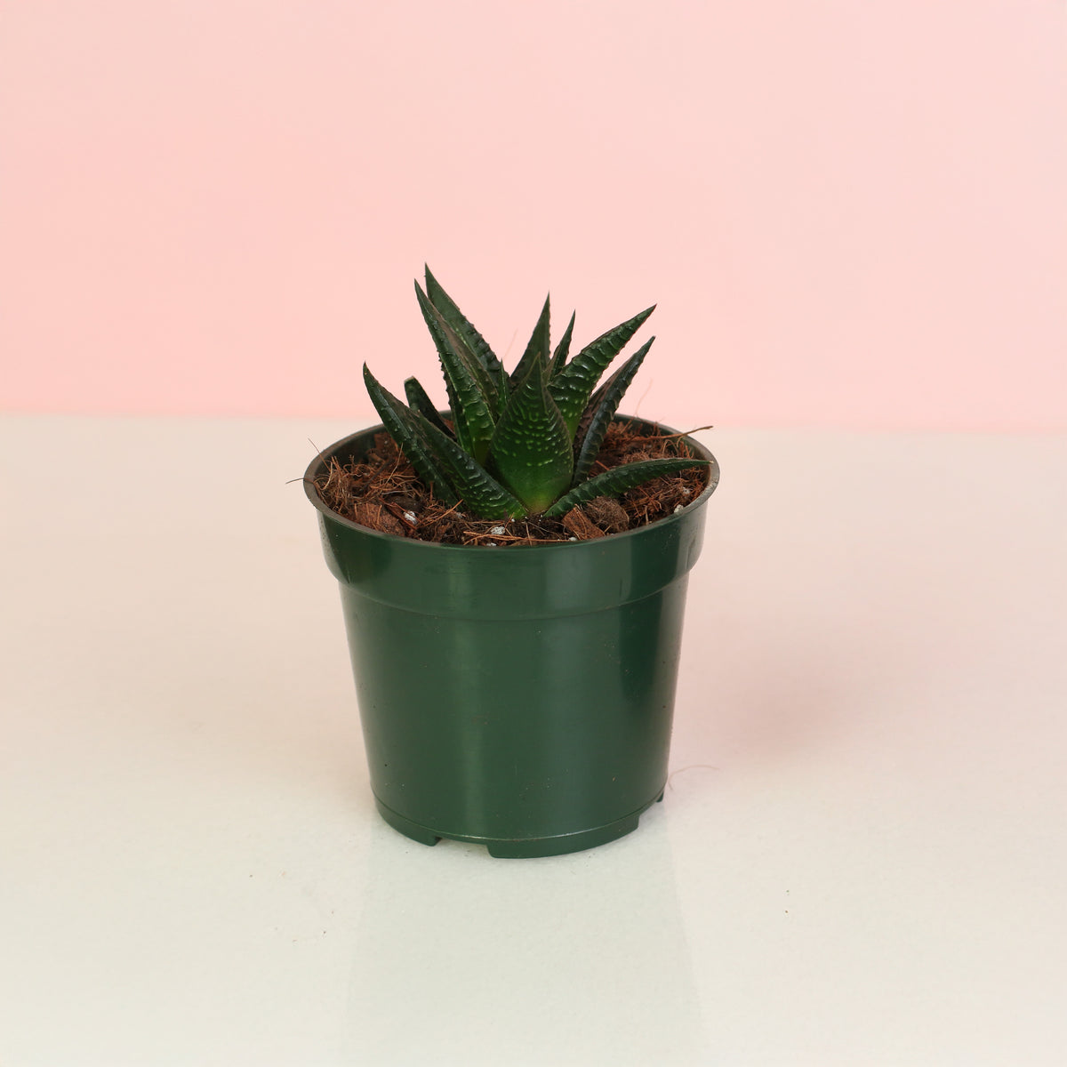 Haworthiopsis Limifolia ‘Fairy Washboard’ Succulent in 4" Nursery Planter