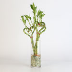 Lucky Bamboo Heart Stalks Water Plant