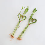 2 Lucky Bamboo Heart Stalks 