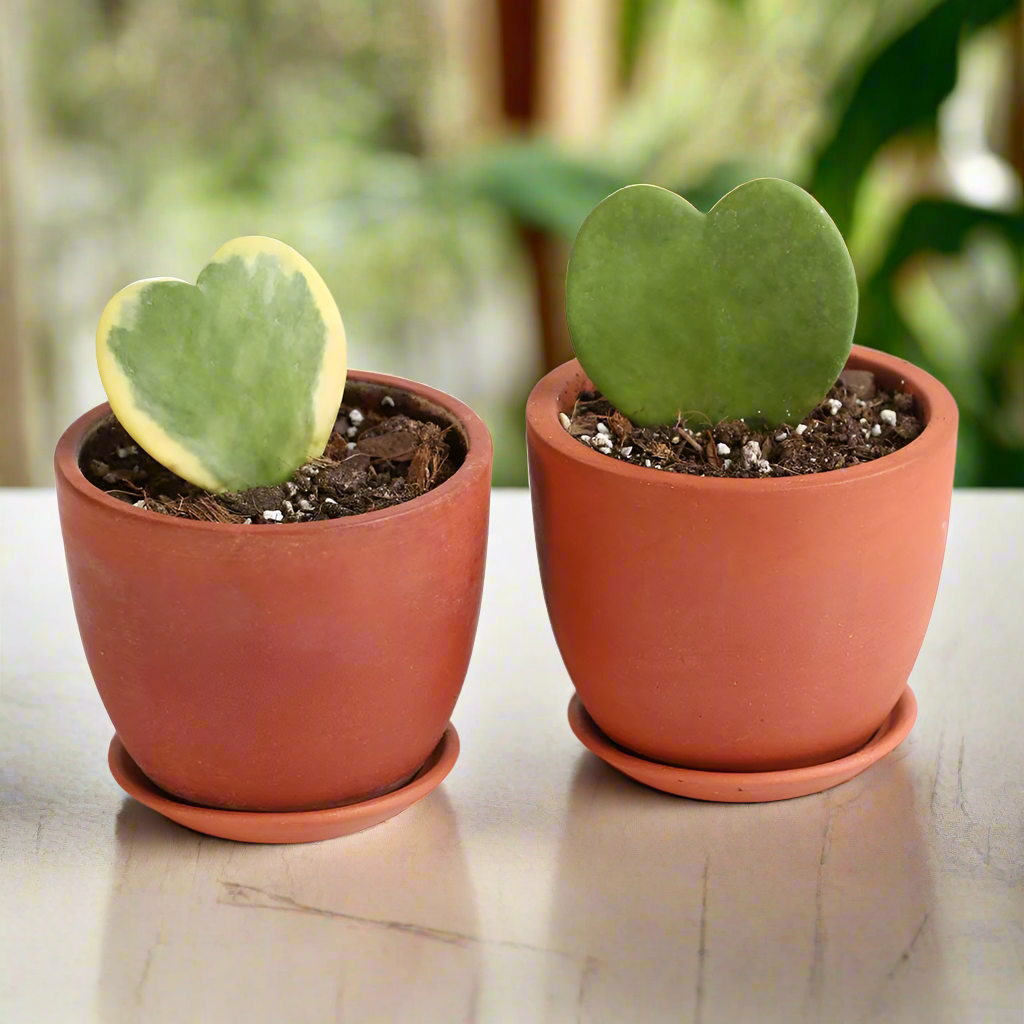 hoya kerrii heart