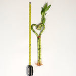 Lucky Bamboo Heart Stalks Water Plant 17 inches