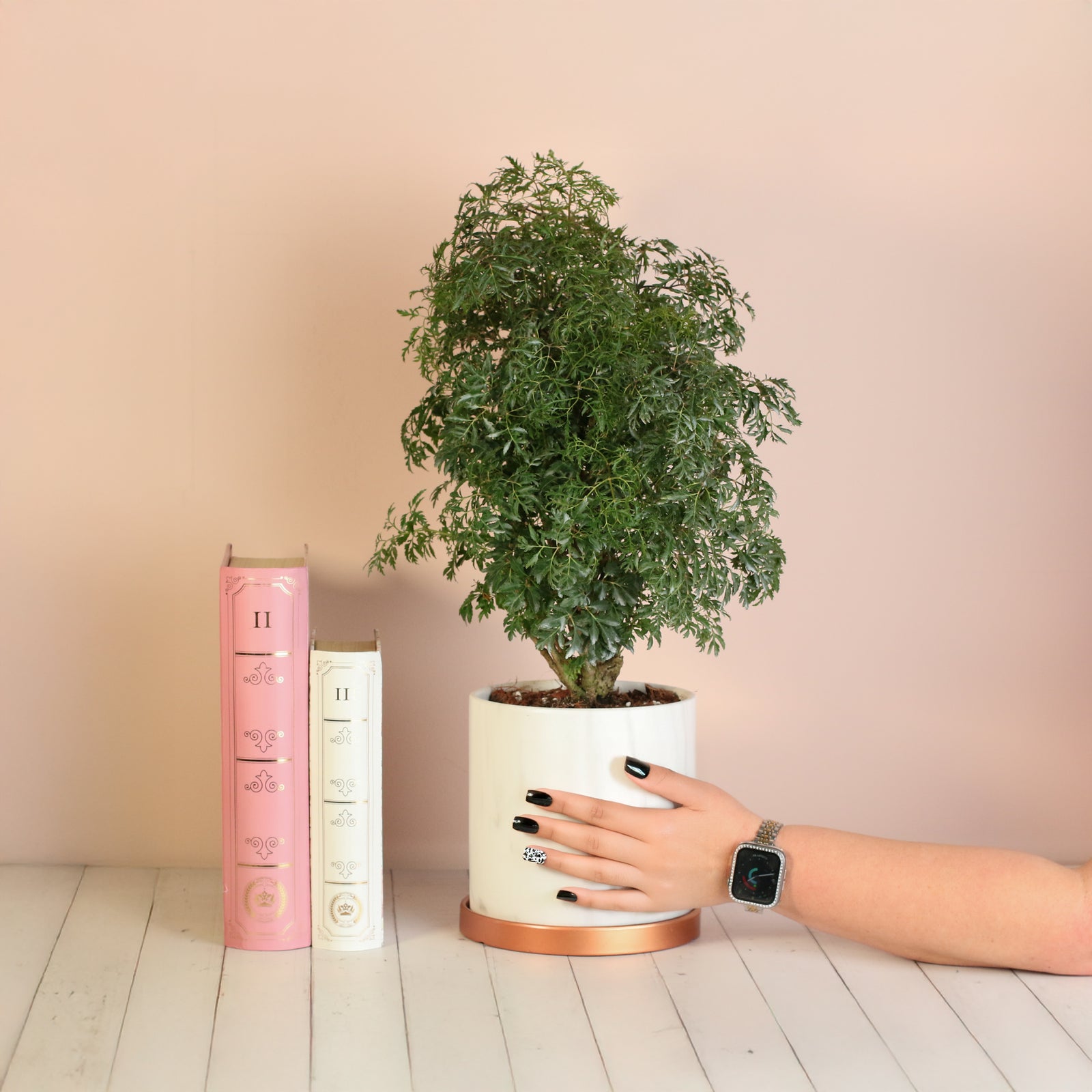 Ming Aralia Plant