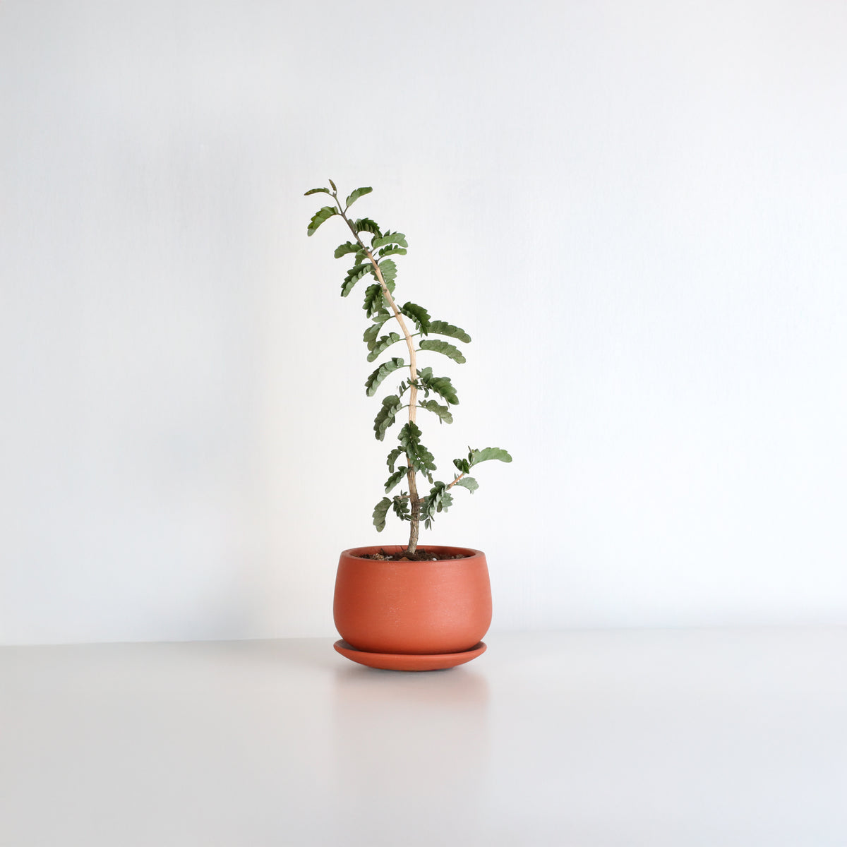 Hollywood Bonsai – Guaiacum Sanctum (Lignum Vitae)