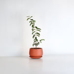 Hollywood Bonsai – Guaiacum Sanctum (Lignum Vitae)