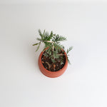 Hollywood Bonsai – Guaiacum Sanctum (Lignum Vitae)
