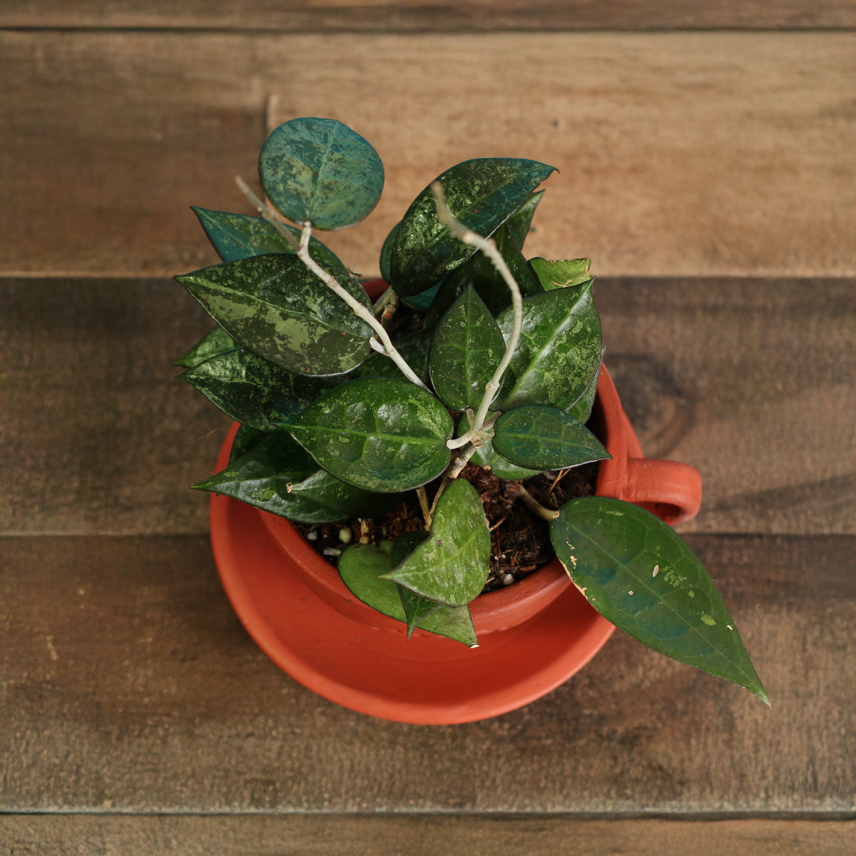 Top View Of Hoya Black Margin in 4" Lyfe Tea Cup Terracotta Planter