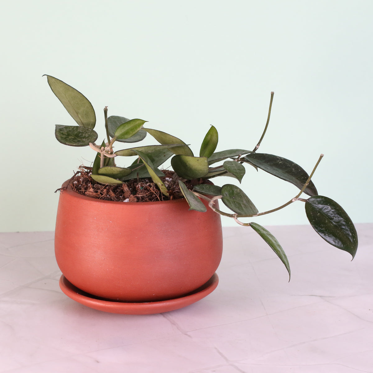 Hoya Black Margin on coffee table