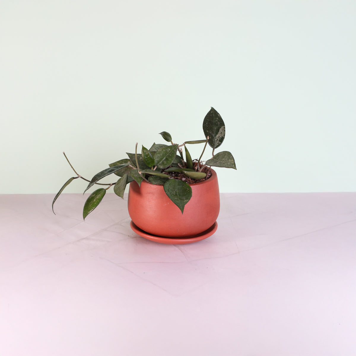 Hoya Black Margin on table