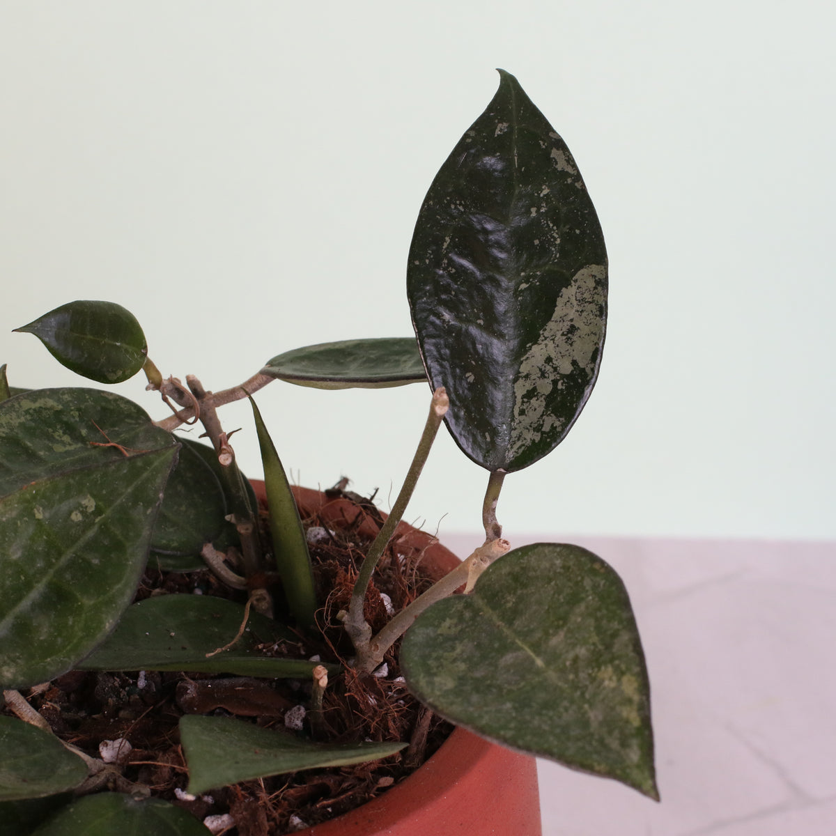 Leaf of Hoya Black Margin