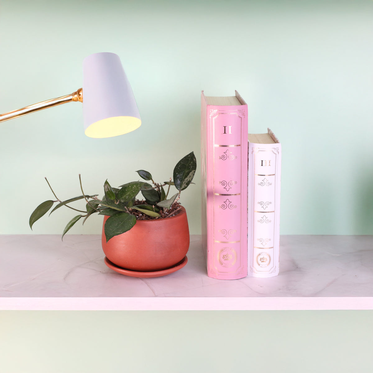 Hoya Black Margin on bookshelf