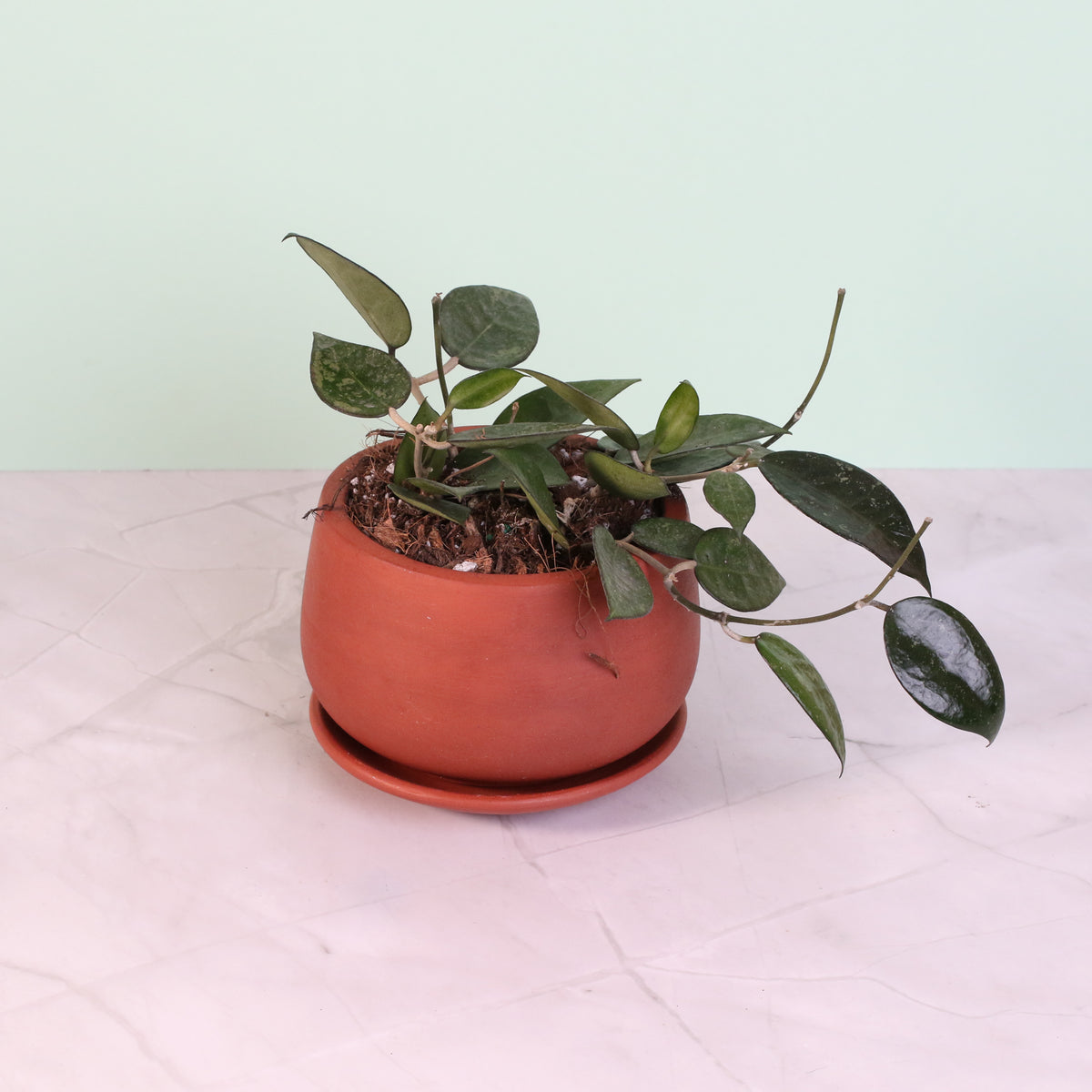 Hoya Black Margin in 5" Terracotta Planter