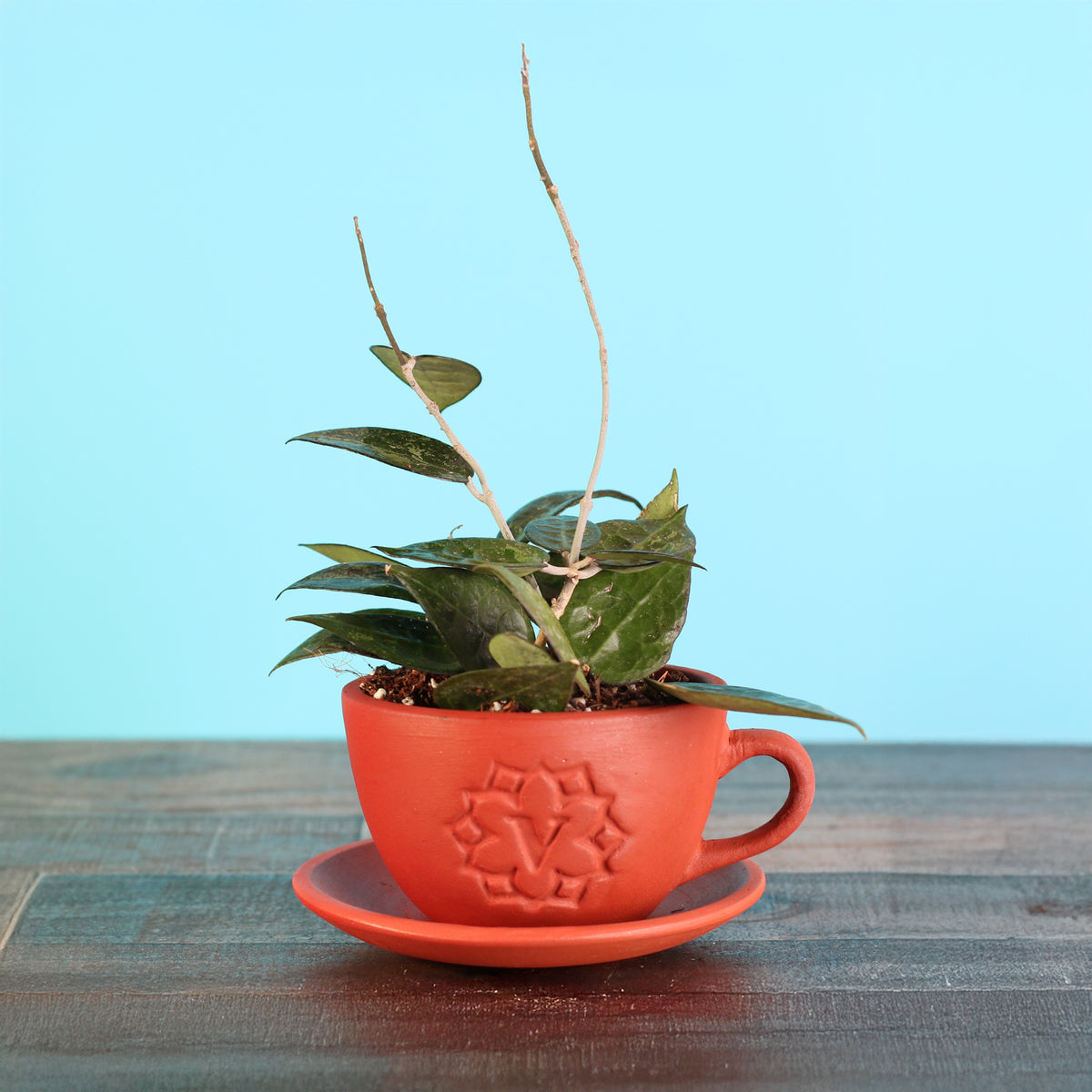 Hoya Black Margin in 4" Terracotta Lyfe Tea Cup Planter. 