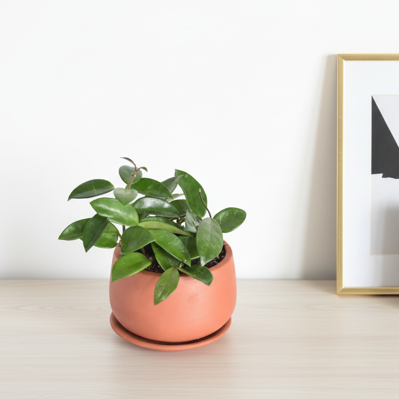 Hoya Carnosa Green Jade